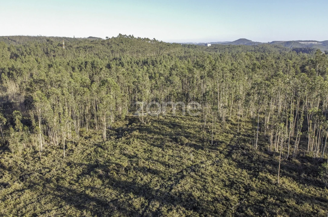 Terreno para Venda em Folgosa Foto 10