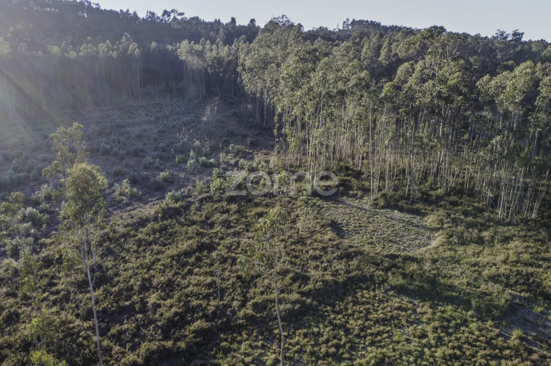 Terreno para Venda em Folgosa Foto 11