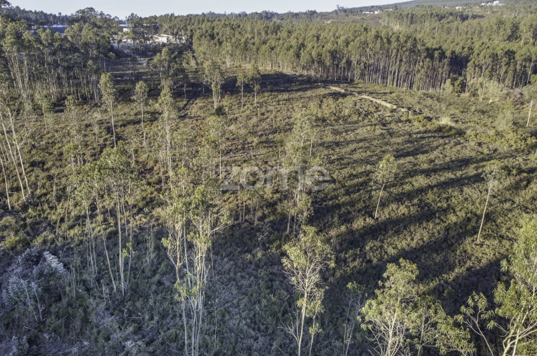 Terreno para Venda em Folgosa Foto 15
