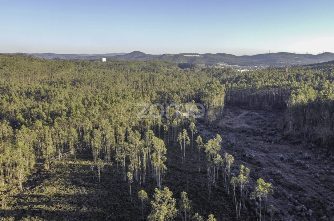 Terreno para Venda em Folgosa Foto 20