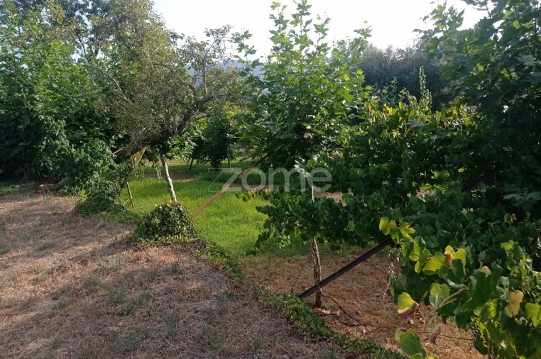 Terreno para Venda em Refojos de Basto, Outeiro e Painzela Foto 4