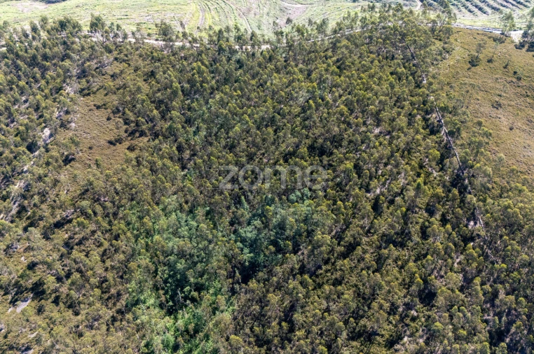 Terreno para Venda em Bougado (São Martinho e Santiago) Foto 7