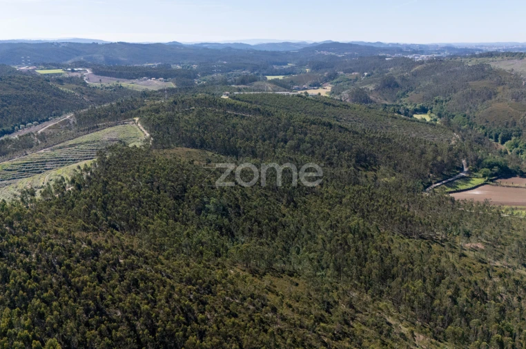 Terreno para Venda em Bougado (São Martinho e Santiago) Foto 4