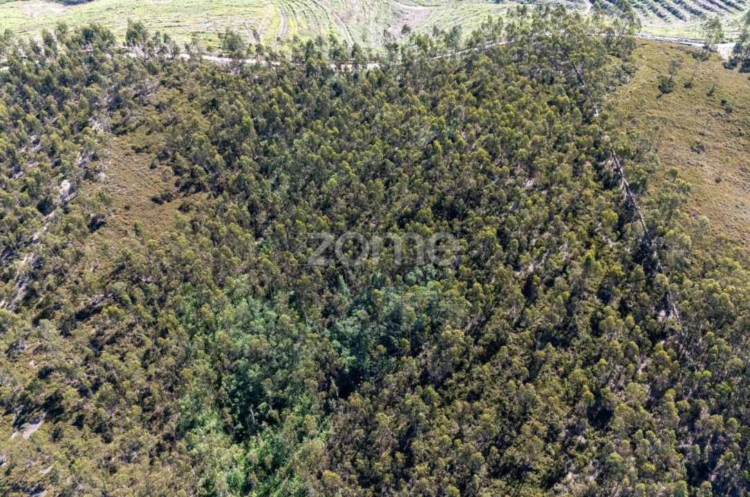 Terreno para Venda em Bougado (São Martinho e Santiago) Foto 7