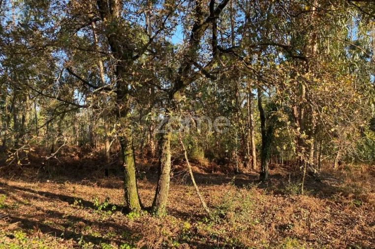 Terreno para Venda em Vila de Punhe Foto 11