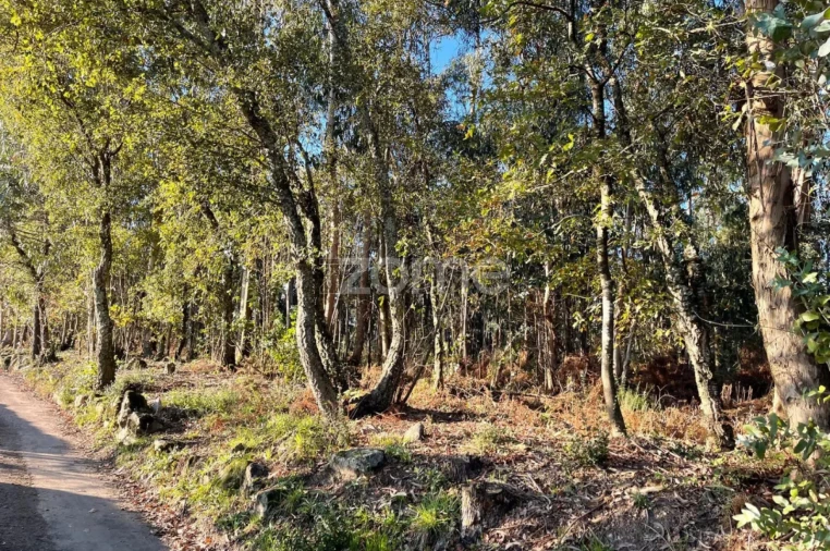 Terreno para Venda em Vila de Punhe Foto 13