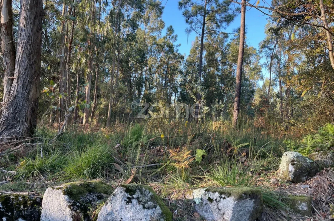 Terreno para Venda em Vila de Punhe Foto 2