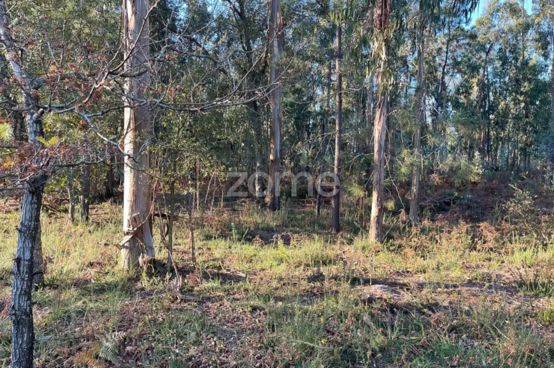 Terreno para Venda em Vila de Punhe Foto 3