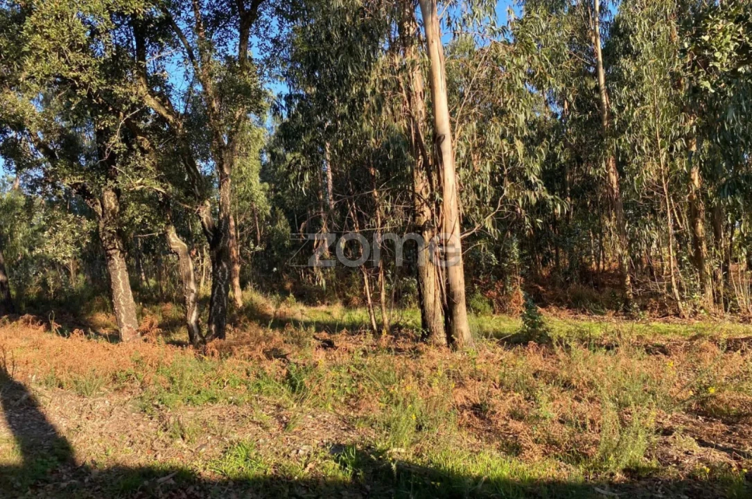 Terreno para Venda em Vila de Punhe Foto 7