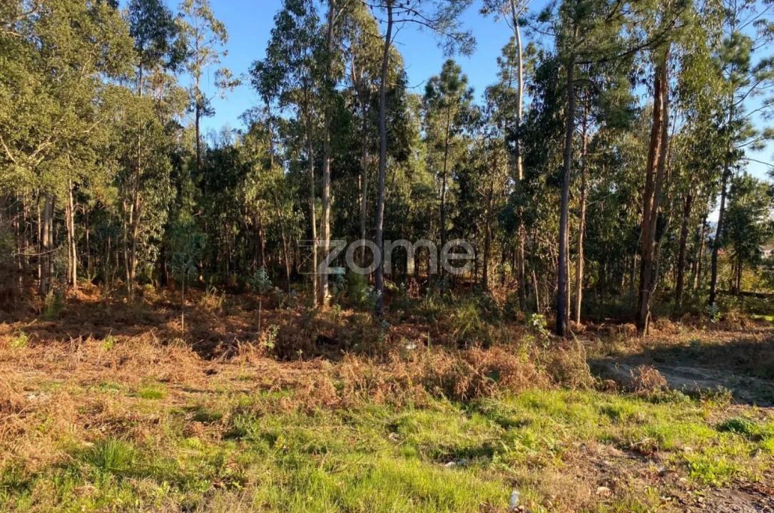 Terreno para Venda em Vila de Punhe Foto 8