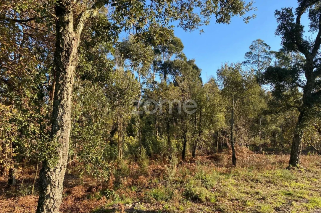 Terreno para Venda em Vila de Punhe Foto 9