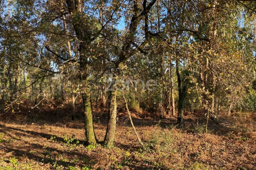 Terreno para Venda em Vila de Punhe Foto 11
