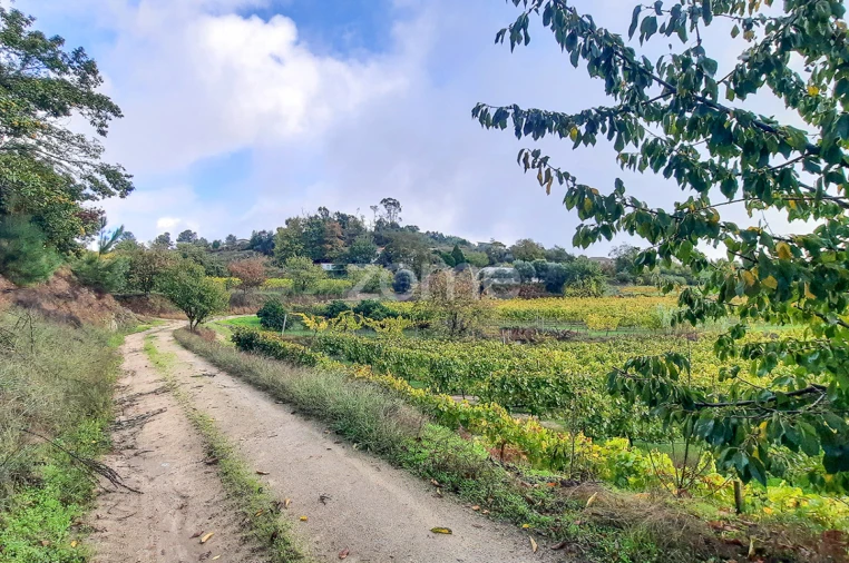 Quinta T13 para Venda em Loivos da Ribeira e Tresouras Foto 31