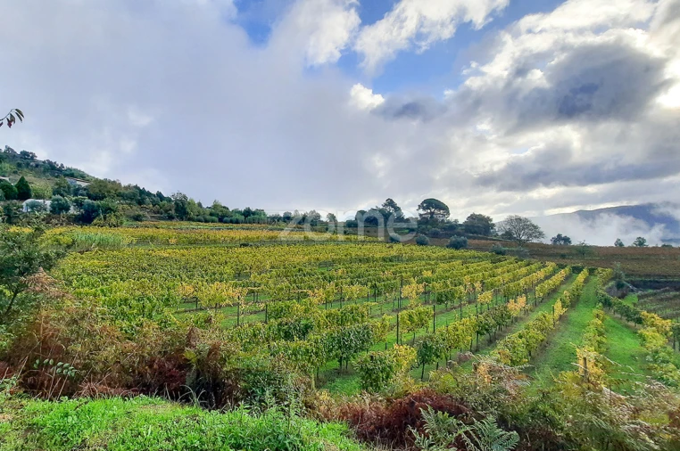 Quinta T13 para Venda em Loivos da Ribeira e Tresouras Foto 33