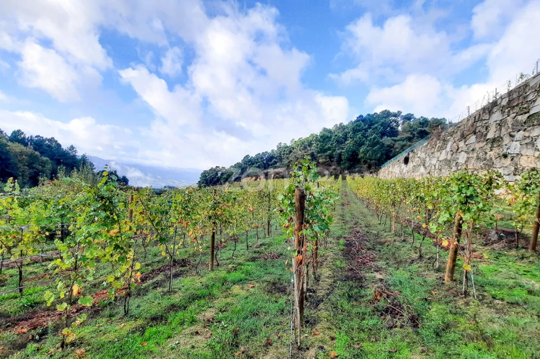 Quinta T13 para Venda em Loivos da Ribeira e Tresouras Foto 34
