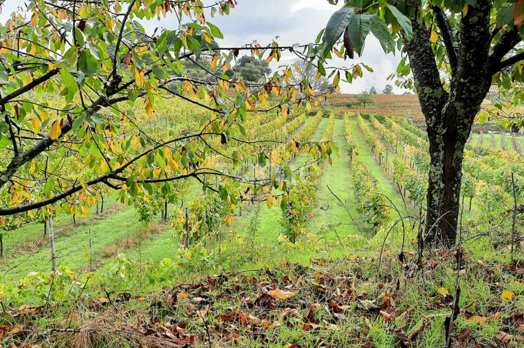 Quinta T13 para Venda em Loivos da Ribeira e Tresouras Foto 38