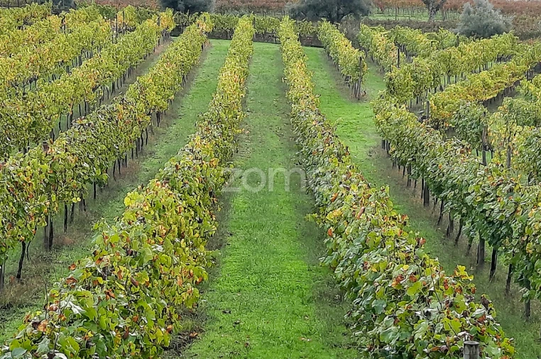 Quinta T13 para Venda em Loivos da Ribeira e Tresouras Foto 37