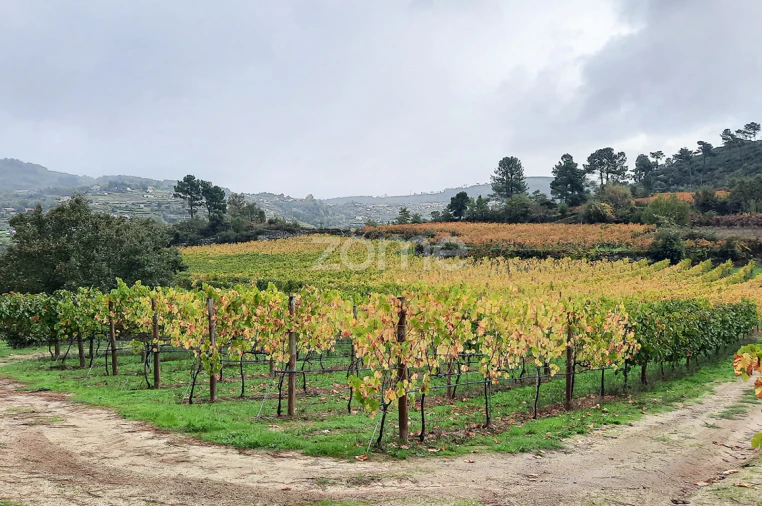 Quinta T13 para Venda em Loivos da Ribeira e Tresouras Foto 43