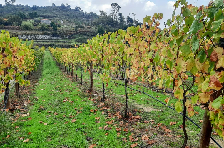 Quinta T13 para Venda em Loivos da Ribeira e Tresouras Foto 44