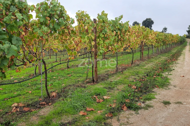 Quinta T13 para Venda em Loivos da Ribeira e Tresouras Foto 49