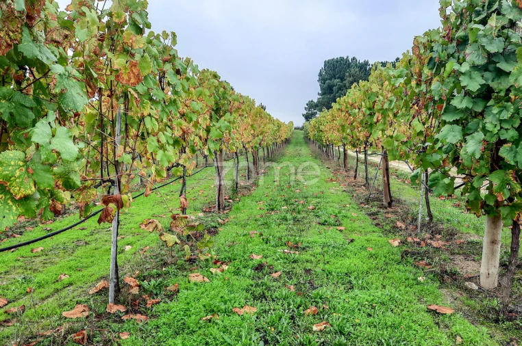 Quinta T13 para Venda em Loivos da Ribeira e Tresouras Foto 50