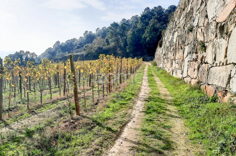 Quinta T13 para Venda em Loivos da Ribeira e Tresouras Foto 52