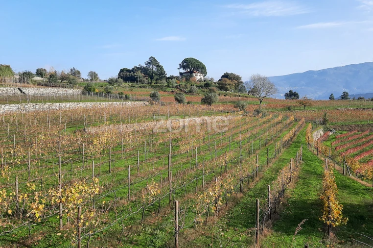 Quinta T13 para Venda em Loivos da Ribeira e Tresouras Foto 53