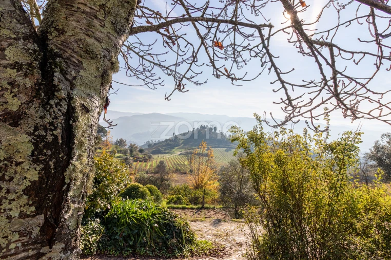 Quinta T13 para Venda em Loivos da Ribeira e Tresouras Foto 55