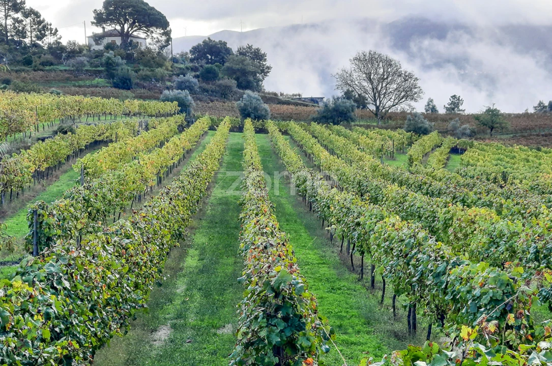 Quinta T13 para Venda em Loivos da Ribeira e Tresouras Foto 26