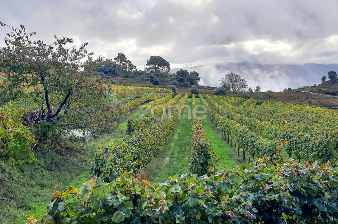 Quinta T13 para Venda em Loivos da Ribeira e Tresouras Foto 29
