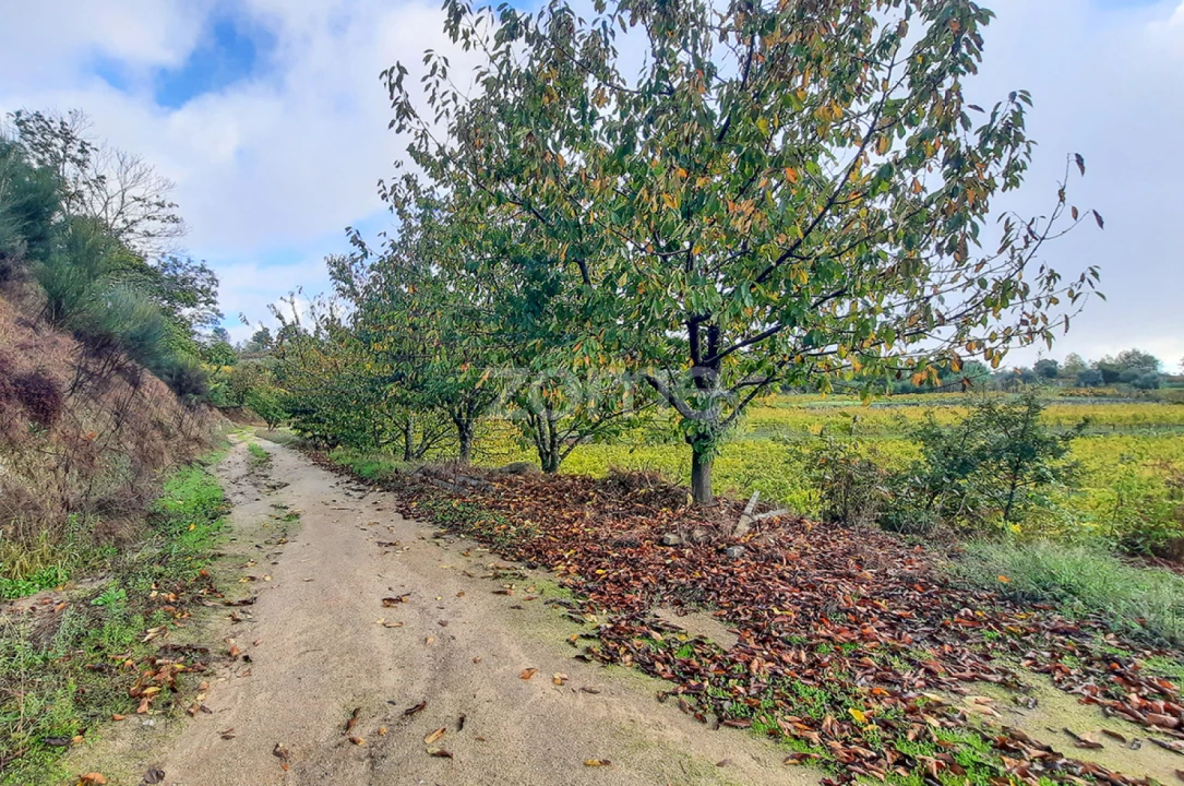 Quinta T13 para Venda em Loivos da Ribeira e Tresouras Foto 32