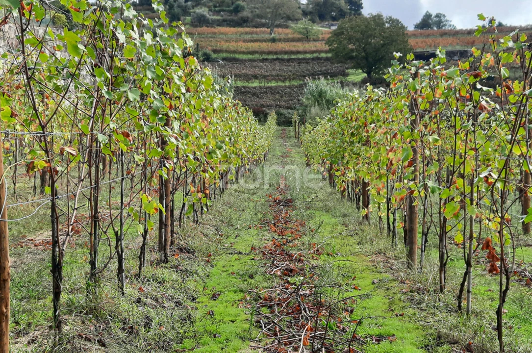 Quinta T13 para Venda em Loivos da Ribeira e Tresouras Foto 35