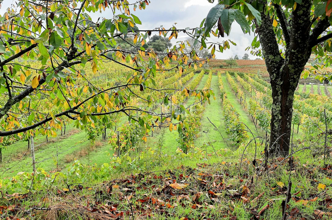 Quinta T13 para Venda em Loivos da Ribeira e Tresouras Foto 38