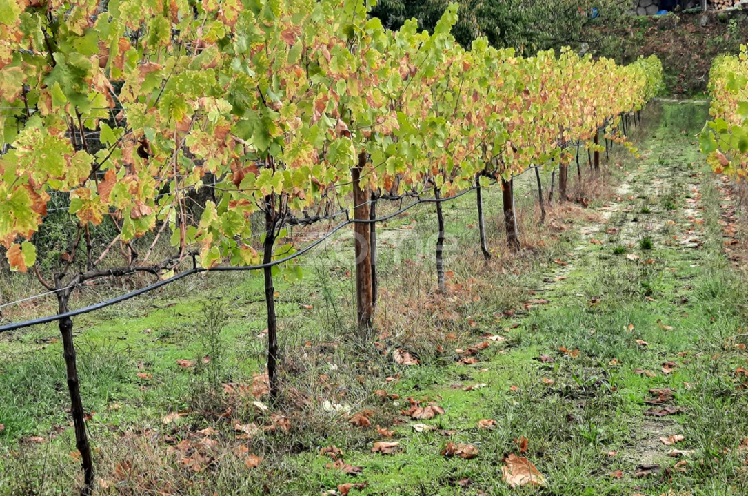 Quinta T13 para Venda em Loivos da Ribeira e Tresouras Foto 39