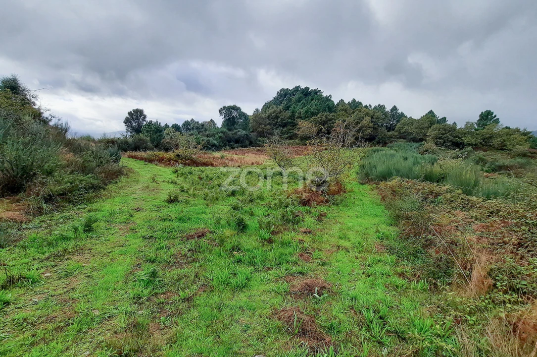 Quinta T13 para Venda em Loivos da Ribeira e Tresouras Foto 42