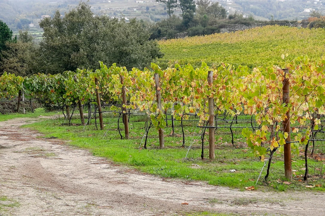 Quinta T13 para Venda em Loivos da Ribeira e Tresouras Foto 45