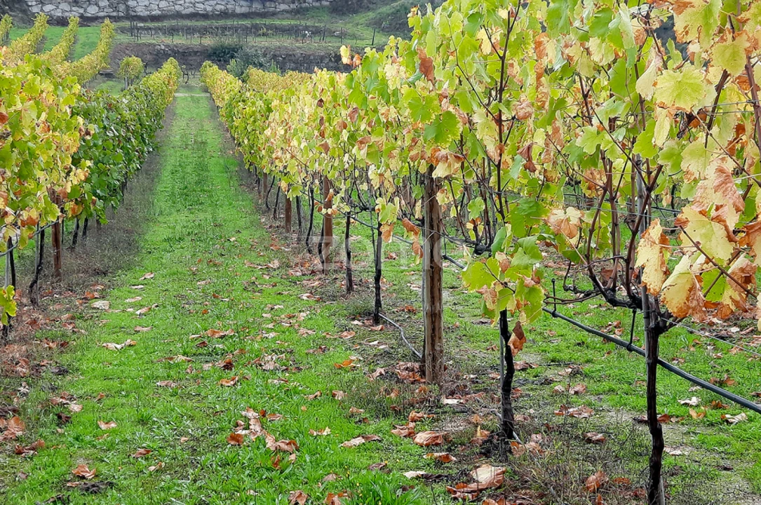 Quinta T13 para Venda em Loivos da Ribeira e Tresouras Foto 46