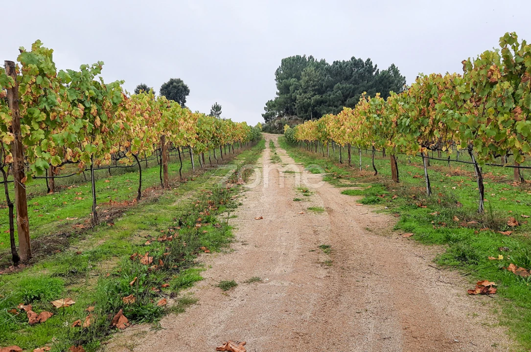 Quinta T13 para Venda em Loivos da Ribeira e Tresouras Foto 48