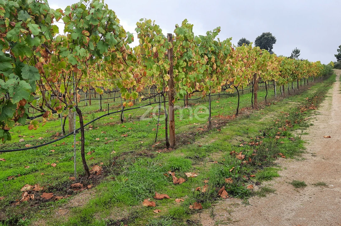 Quinta T13 para Venda em Loivos da Ribeira e Tresouras Foto 49