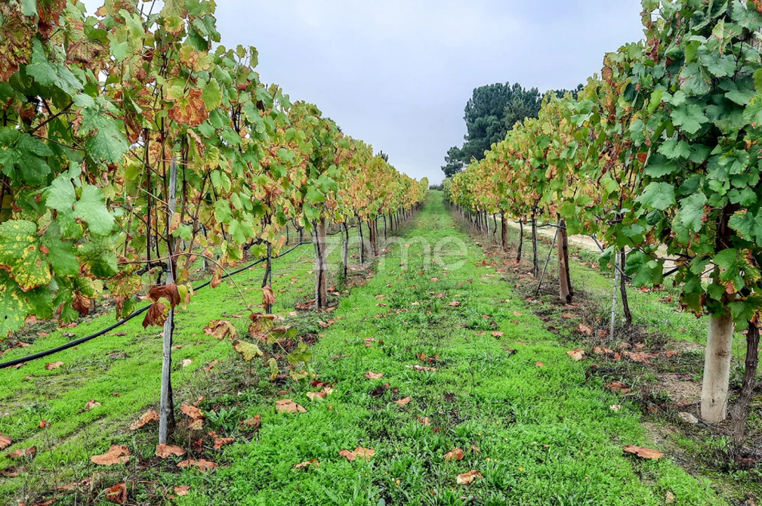 Quinta T13 para Venda em Loivos da Ribeira e Tresouras Foto 50
