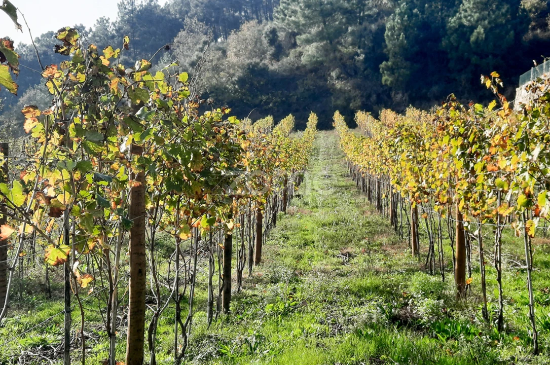 Quinta T13 para Venda em Loivos da Ribeira e Tresouras Foto 51