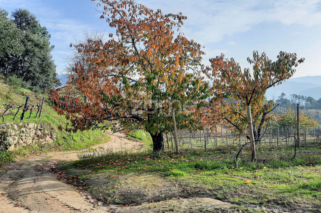 Quinta T13 para Venda em Loivos da Ribeira e Tresouras Foto 54