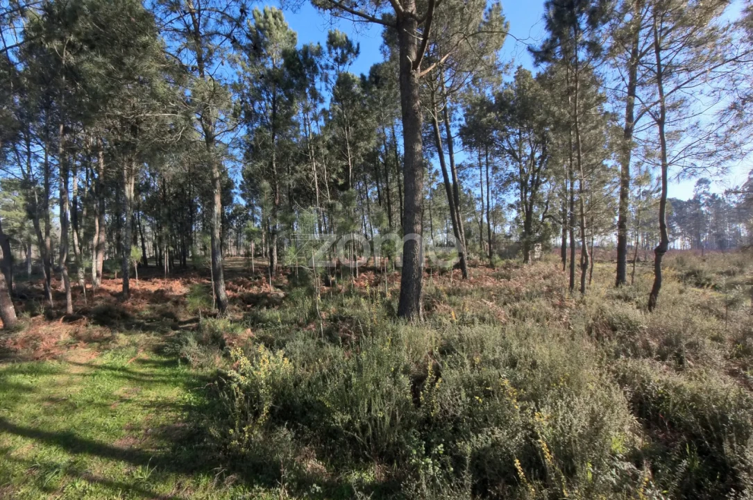 Terreno para Venda em Barreiros Foto 8