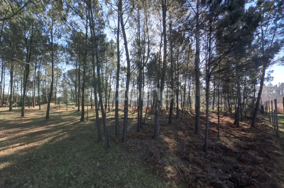 Terreno para Venda em Barreiros Foto 11