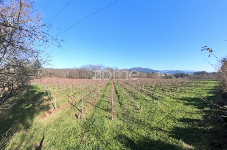 Terreno para Venda em Barreiros Foto 17