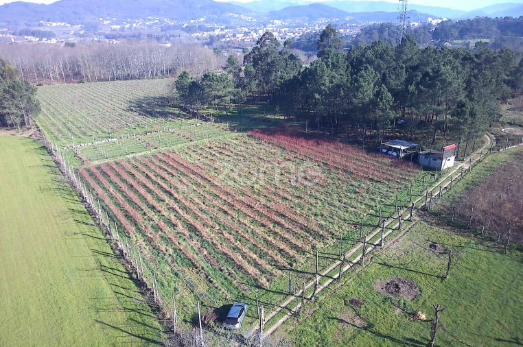 Terreno para Venda em Barreiros Foto 18