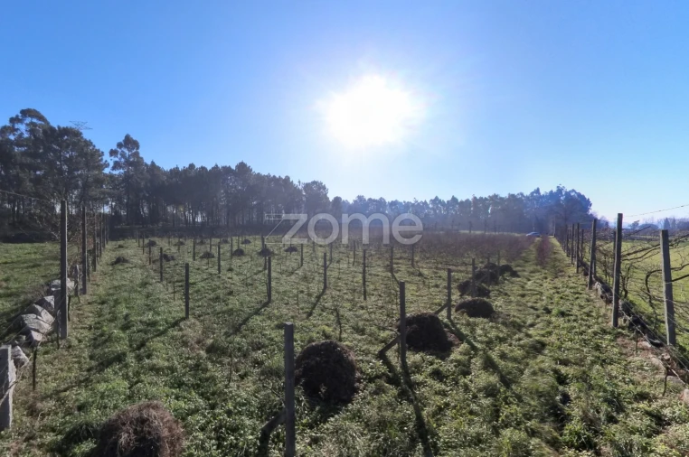 Terreno para Venda em Barreiros Foto 3