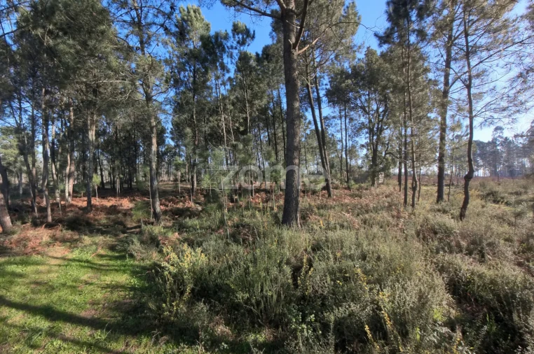 Terreno para Venda em Barreiros Foto 8