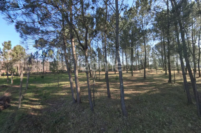 Terreno para Venda em Barreiros Foto 9