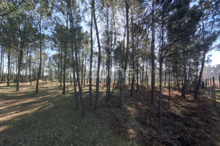 Terreno para Venda em Barreiros Foto 11